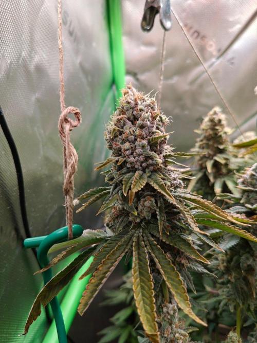 Biscotti. Week 16