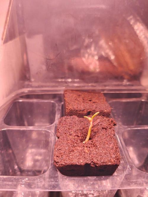 Lemon Cherry Gelato. Week 0 - - 1/2