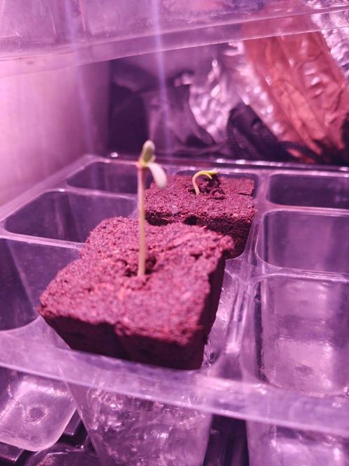 Lemon Cherry Gelato. Week 0 - - Update: 2/2
- 10 Stunden später hat es die zweite dame auch geschafft 