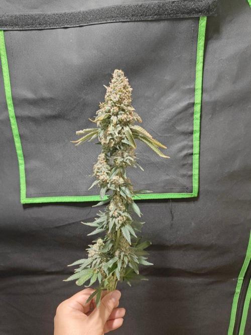 Biscotti. Week 17