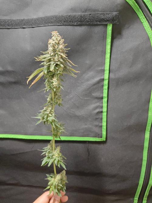 Biscotti. Week 17