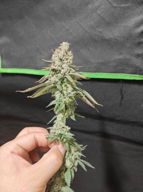 Biscotti. Week 17