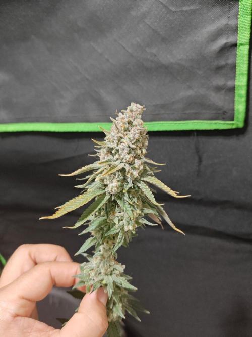 Biscotti. Week 17