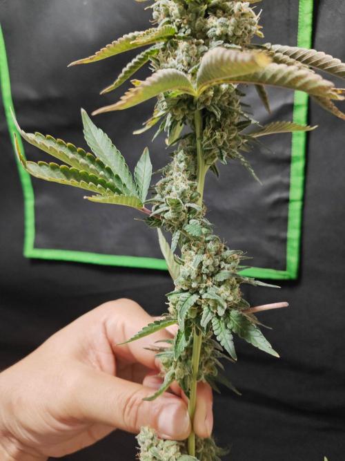 Biscotti. Week 17