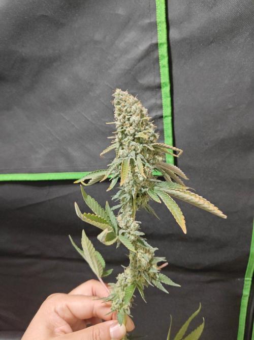 Biscotti. Week 17