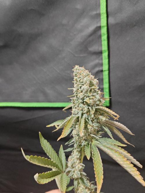 Biscotti. Week 17