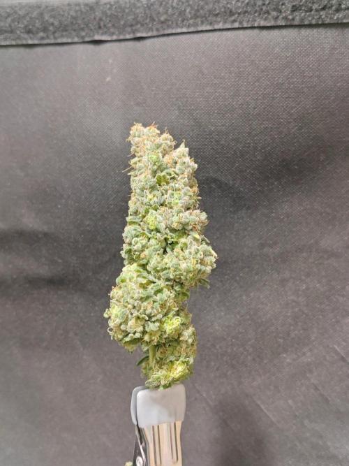 Biscotti. Week 17