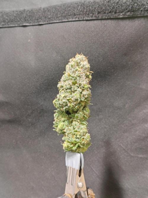 Biscotti. Week 17