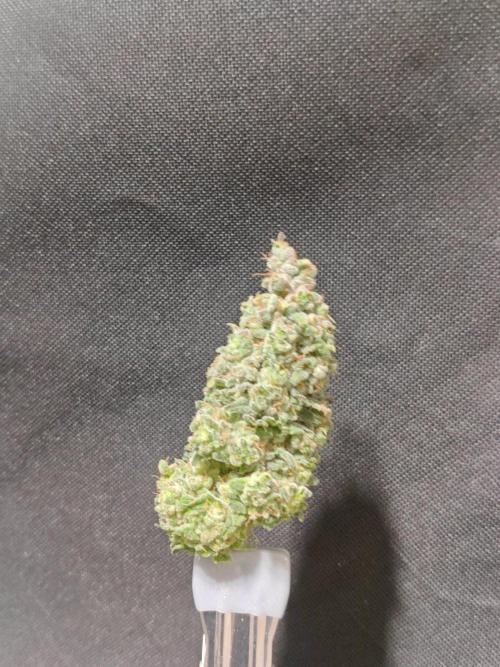 Biscotti. Week 17