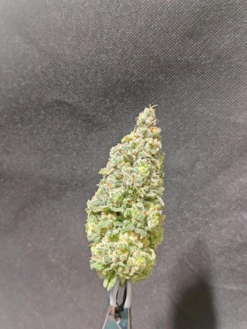 Biscotti. Week 17