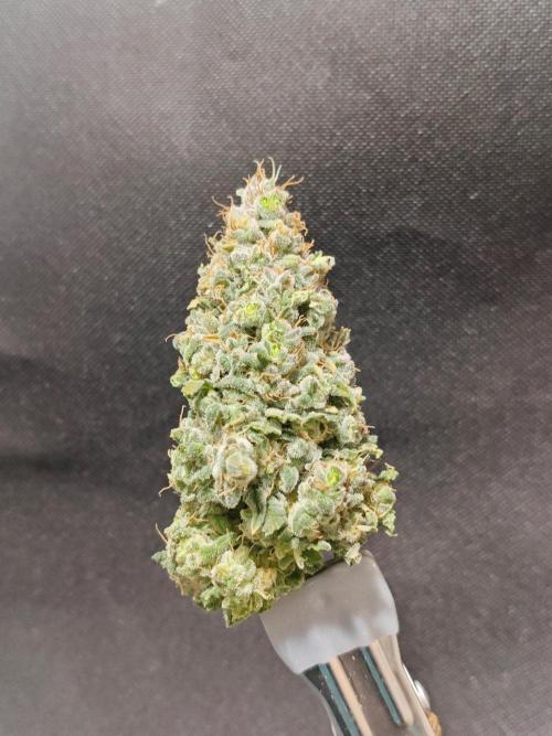Biscotti. Week 17