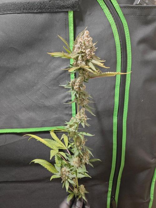 Biscotti. Week 17