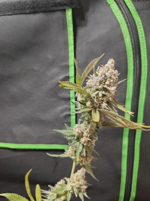 Biscotti. Week 17