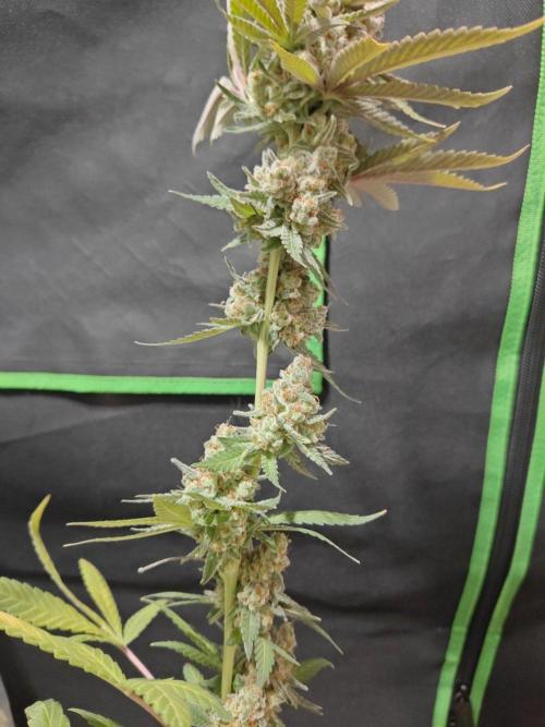 Biscotti. Week 17