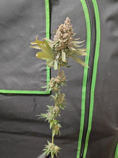 Biscotti. Week 17