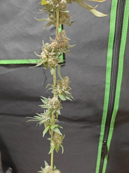 Biscotti. Week 17
