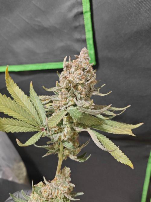 Biscotti. Week 17
