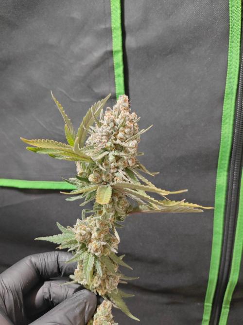 Biscotti. Week 17