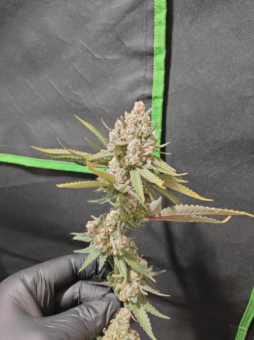 Biscotti. Week 17