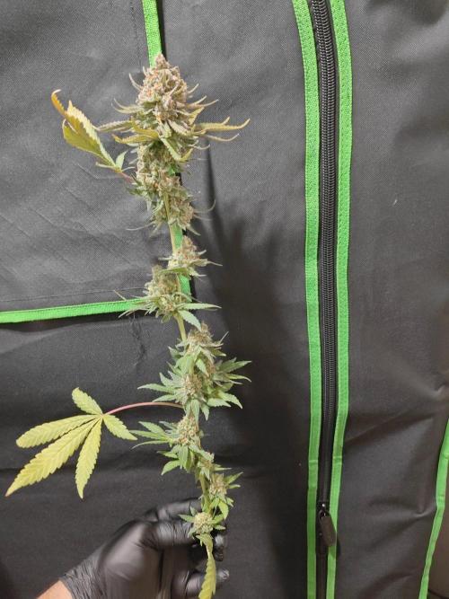 Biscotti. Week 17