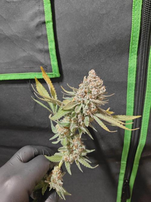Biscotti. Week 17