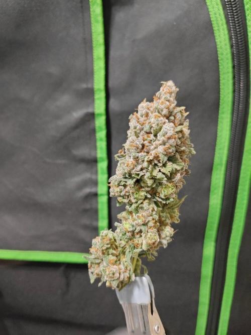 Biscotti. Week 17