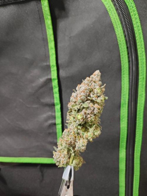 Biscotti. Week 17