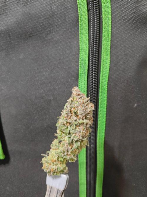 Biscotti. Week 17