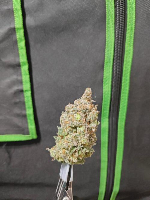 Biscotti. Week 17