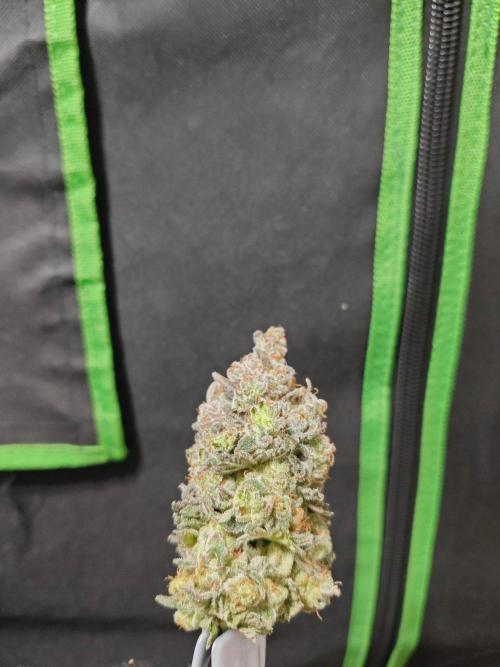Biscotti. Week 17