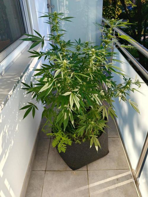 Biscotti - Westbalkongrow. Week 9