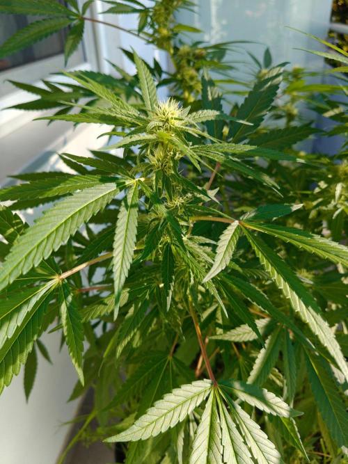Biscotti - Westbalkongrow. Week 9