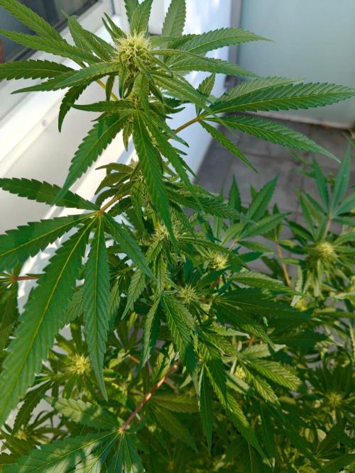 Biscotti - Westbalkongrow. Week 9