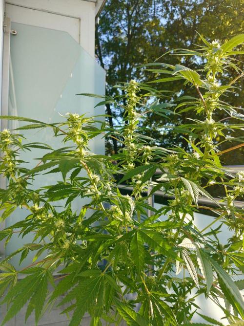 Biscotti - Westbalkongrow. Week 9