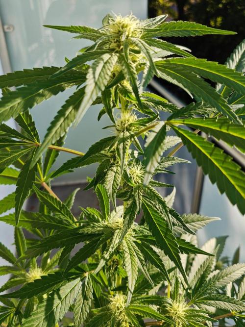 Biscotti - Westbalkongrow. Week 9