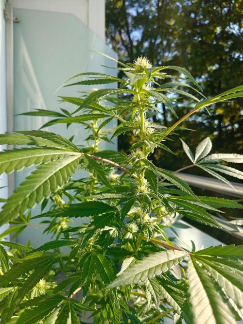 Biscotti - Westbalkongrow. Week 9