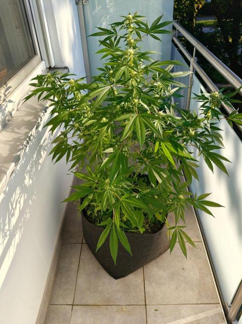 Biscotti - Westbalkongrow. Week 9