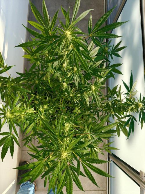 Biscotti. Week 9
