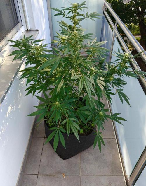 Biscotti - Westbalkongrow. Week 10