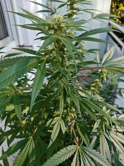 Biscotti - Westbalkongrow. Week 10