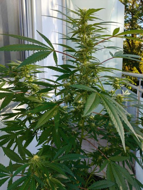 Biscotti - Westbalkongrow. Week 10