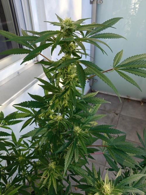 Biscotti - Westbalkongrow. Week 10