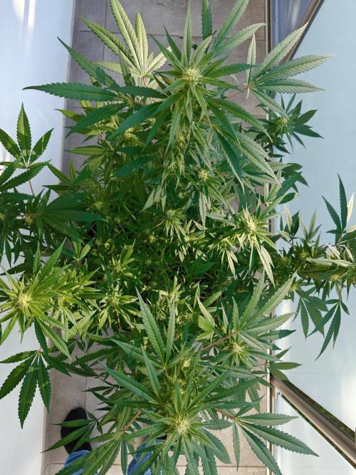 Biscotti - Westbalkongrow. Week 10