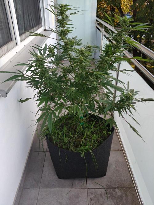 Biscotti - Westbalkongrow. Week 11