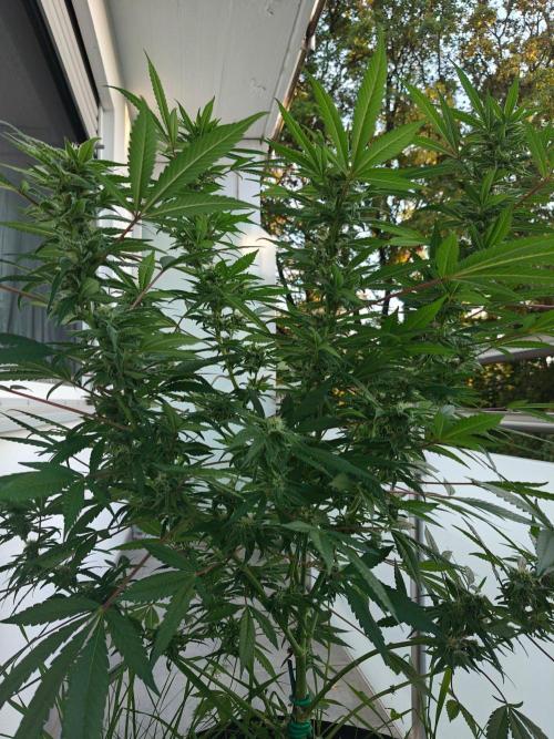 Biscotti - Westbalkongrow. Week 11