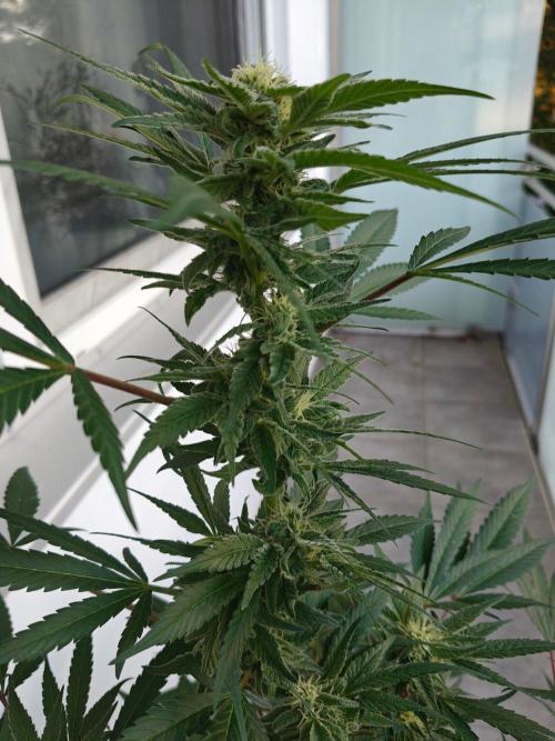 Biscotti - Westbalkongrow. Week 11