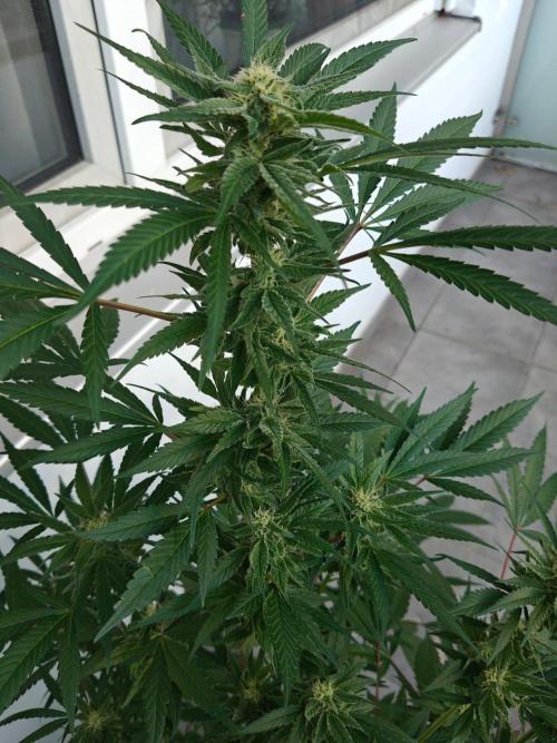 Biscotti - Westbalkongrow. Week 11