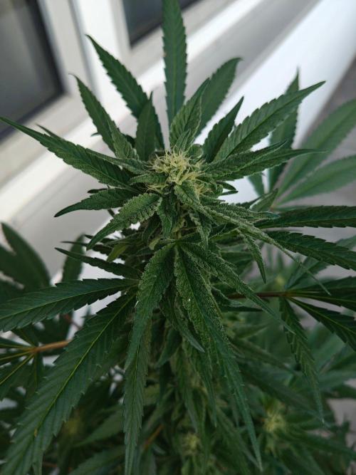 Biscotti - Westbalkongrow. Week 11