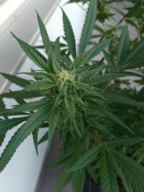 Biscotti - Westbalkongrow. Week 11