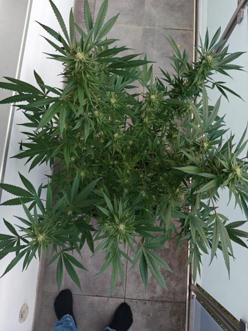 Biscotti - Westbalkongrow. Week 11